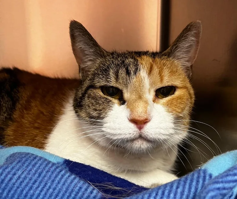 An adult medium-sized female Domestic Short Hair cat named Patches for adoption in Logan, UT