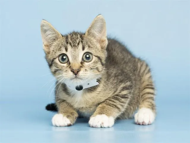A baby small-sized male Domestic Short Hair cat named Barley for adoption in Phoenix, AZ