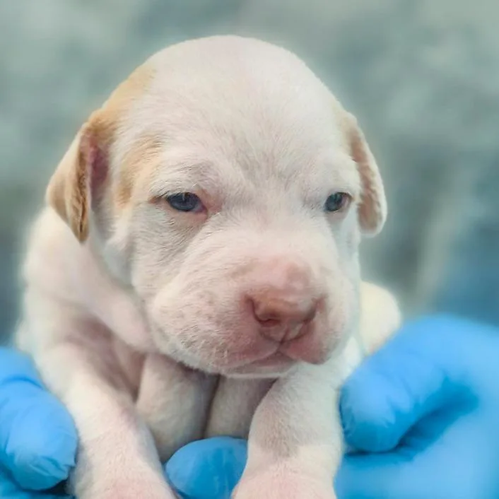 A baby small-sized male Hound dog named Franc for adoption in Chapel Hill, NC
