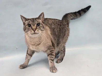Kiki