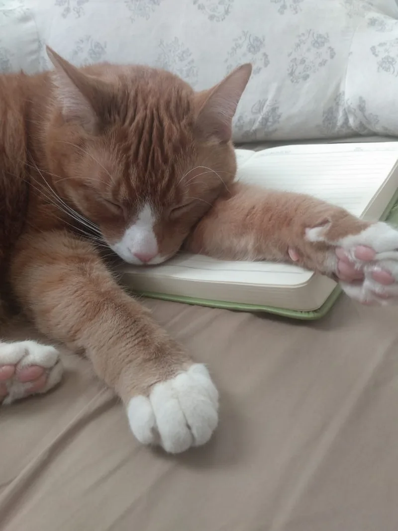 Jute Heart Condition thumbnail 2