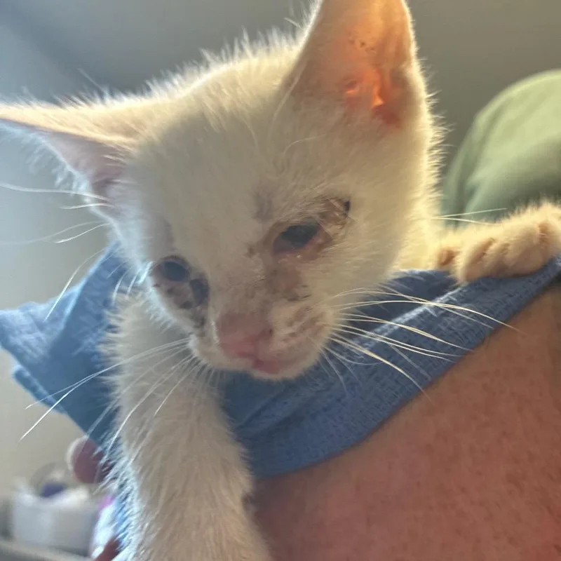 Togepi