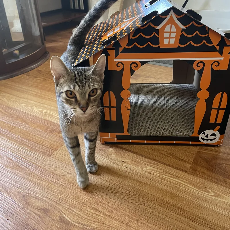 A young small-sized female Tabby cat named Peach for adoption in Crystal Lake, IL