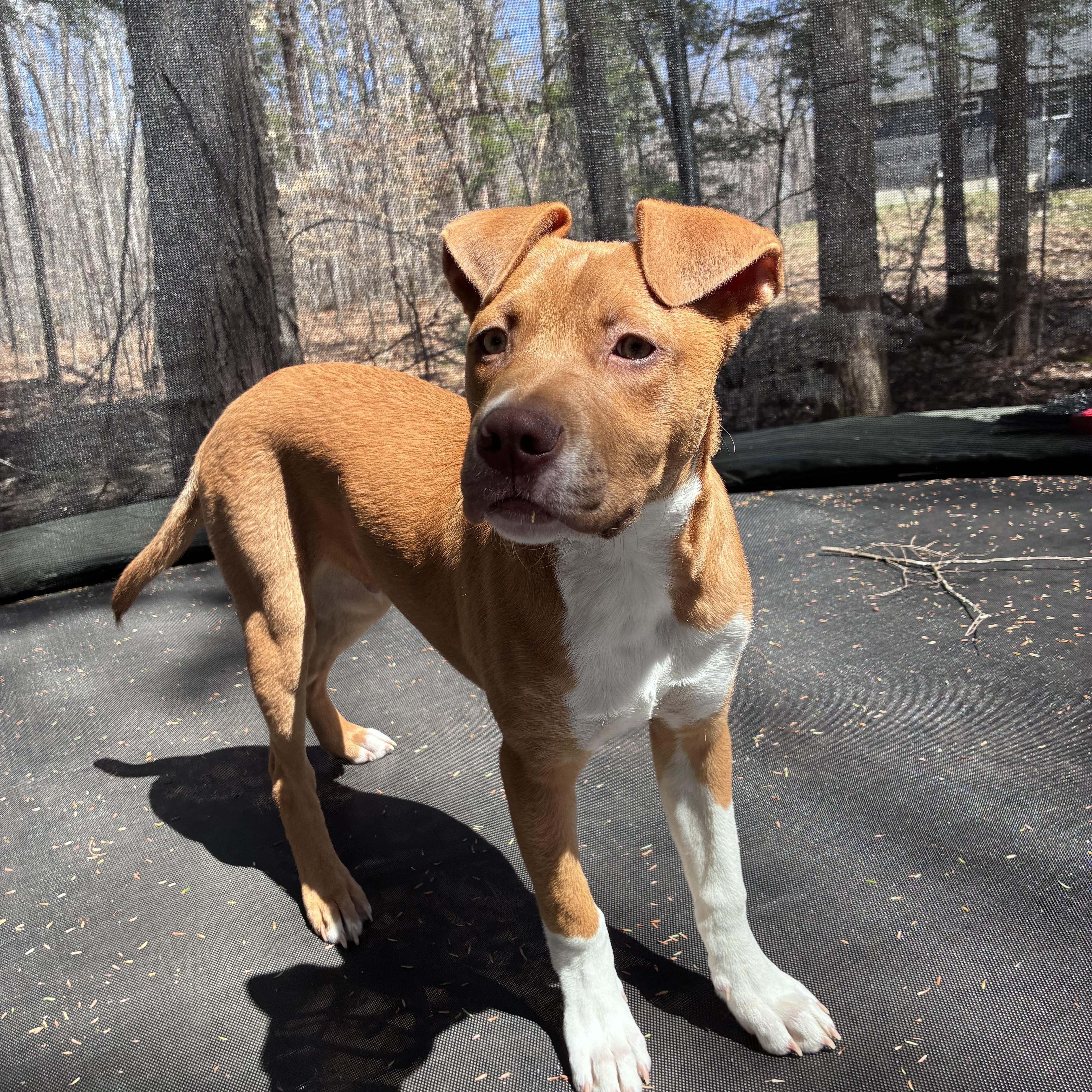 A baby medium-sized male Yellow / Tan / Blond / Fawn Labrador Retriever dog named Neutron Star for adoption in Portland, ME