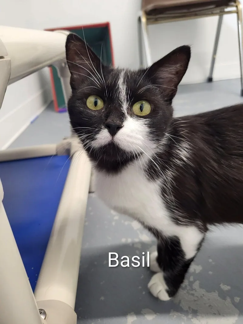 An adult medium-sized female Black & White / Tuxedo Domestic Short Hair cat named Basil for adoption in Shelby, MI