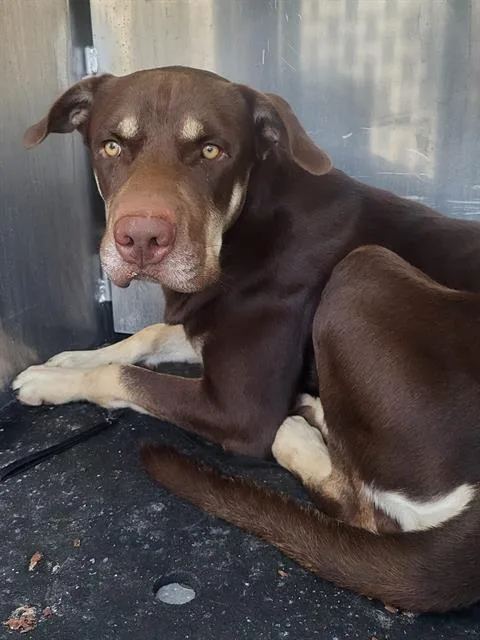 A young medium-sized male Terrier dog named Elton for adoption in San Antonio, TX