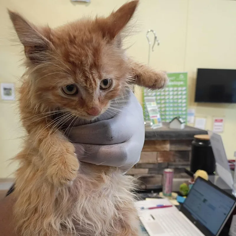 A baby small-sized male Orange / Red Domestic Short Hair cat named Brine for adoption in Lynchburg, VA