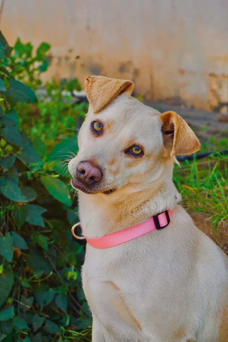 Princess Leia thumbnail 3