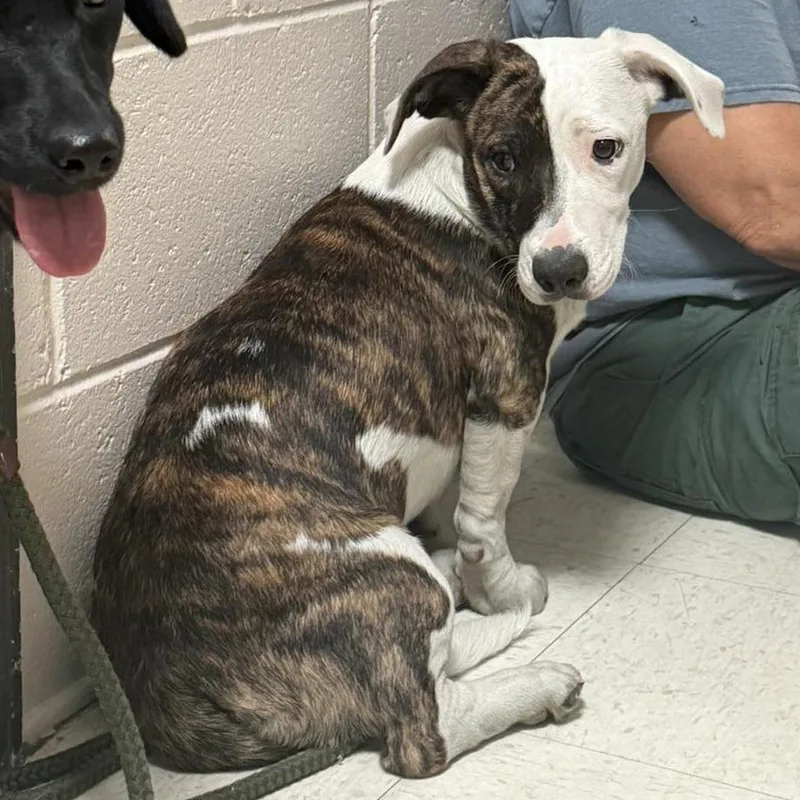 A young medium-sized female Brindle Pit Bull Terrier dog named Clementine for adoption in Washington, DC
