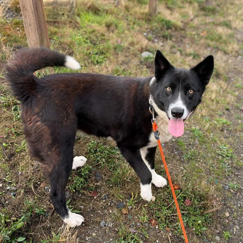 An adult large-sized female Black Border Collie dog named Luna for adoption in Tacoma, WA