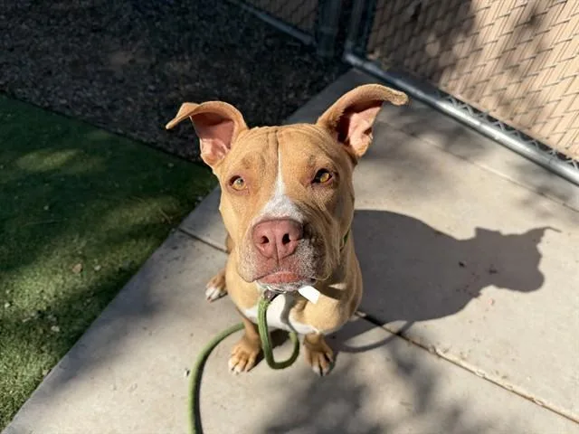 An adult large-sized female Pit Bull Terrier dog named Kiwi for adoption in Phoenix, AZ
