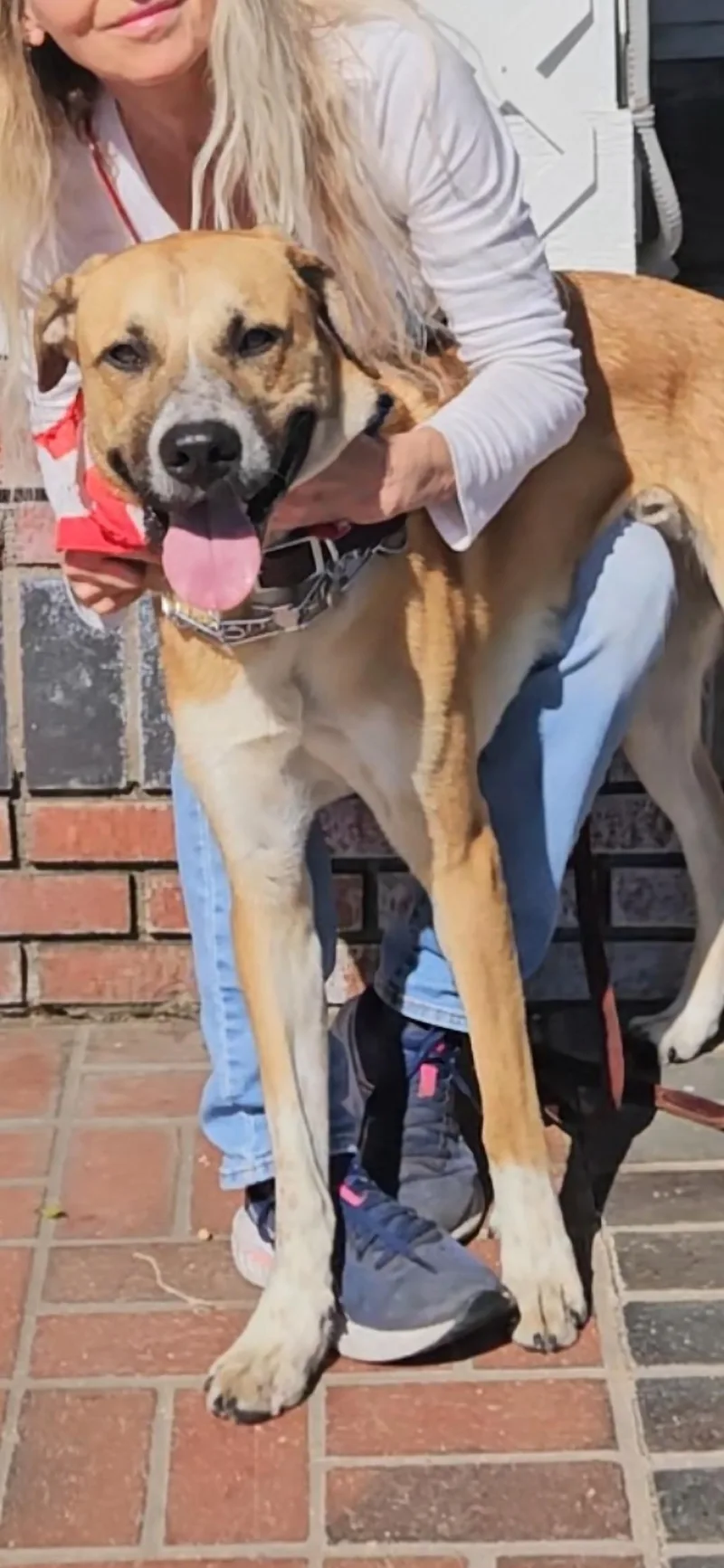 Harley Scooby Loves Toys thumbnail 2