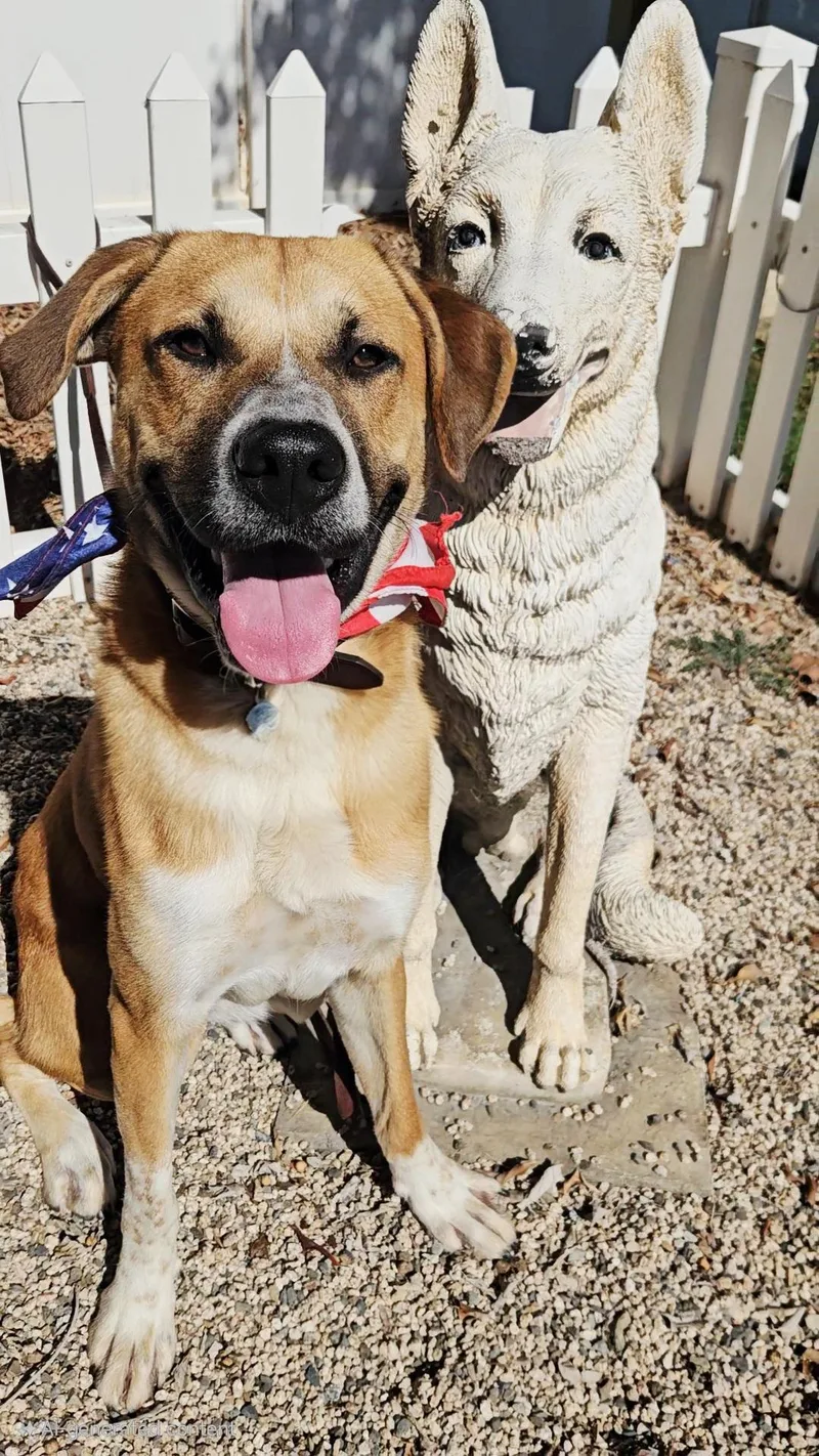 Harley Scooby Loves Toys