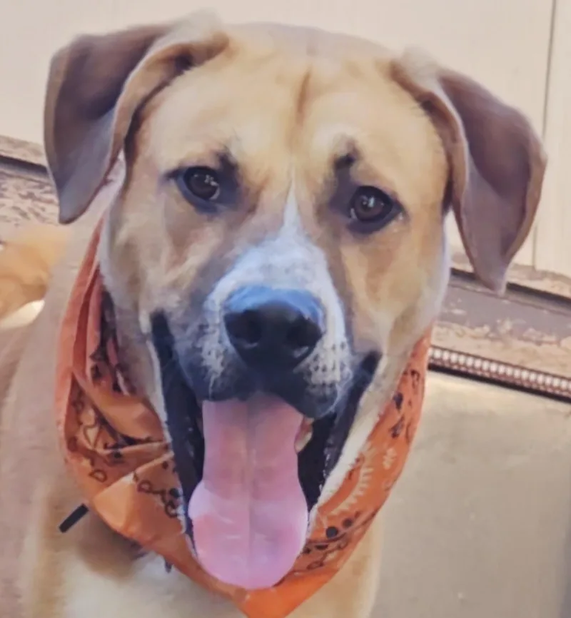 Harley Scooby Loves Toys thumbnail 4