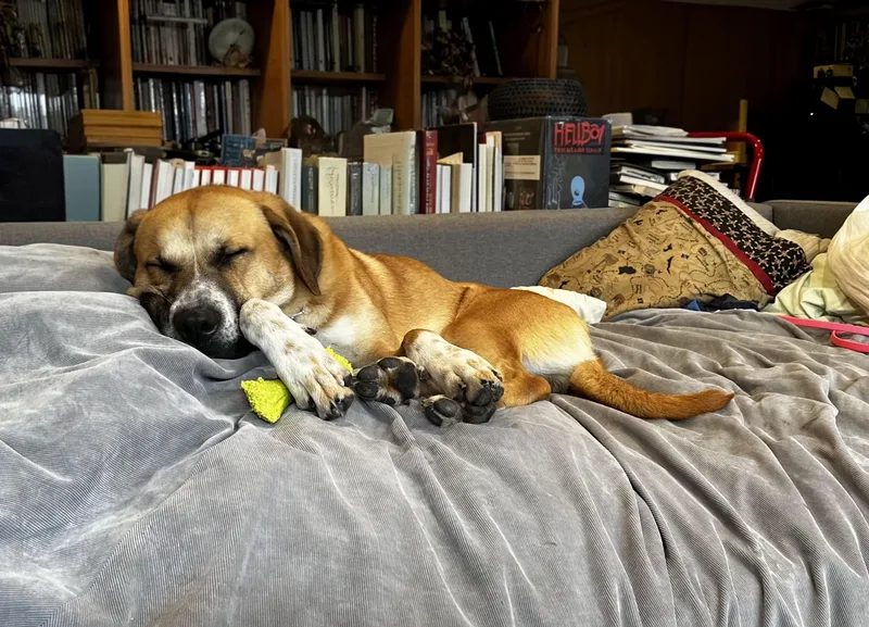 Harley Scooby Loves Toys thumbnail 5