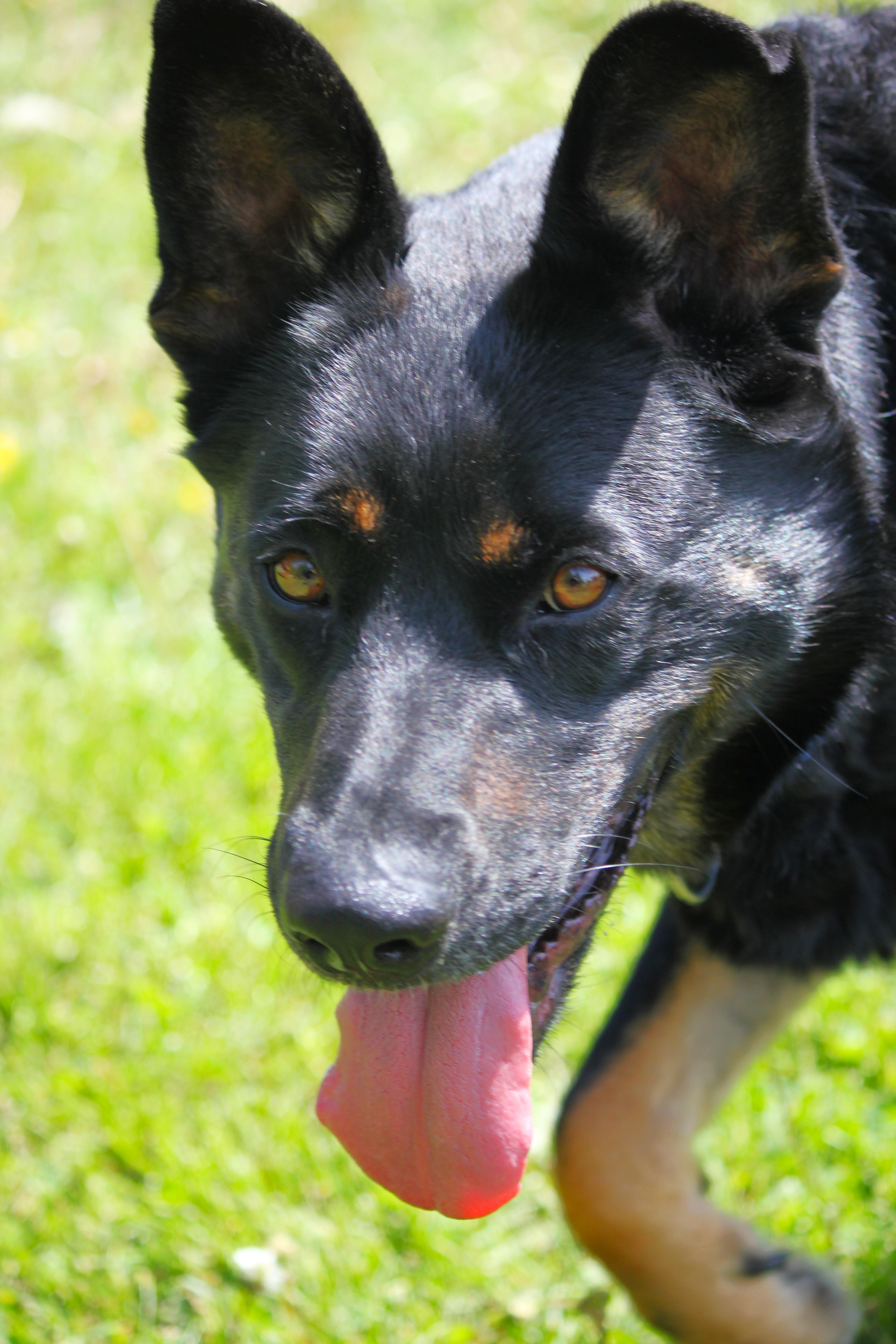 A senior large-sized female Bicolor Shepherd dog named Nessa for adoption in Hayward, WI