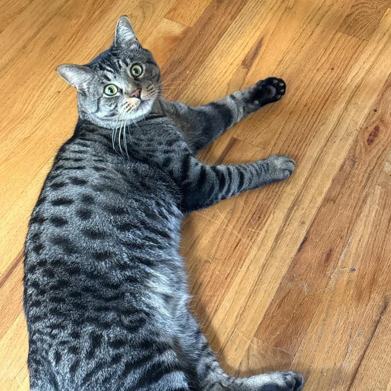Jazzpurr