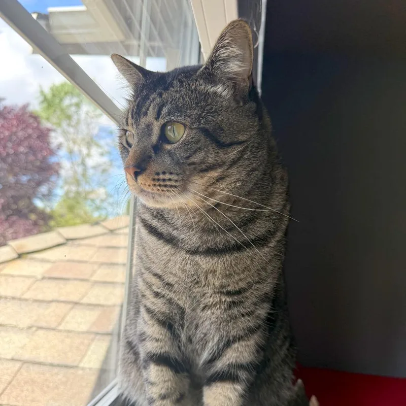 Jazzpurr thumbnail 3