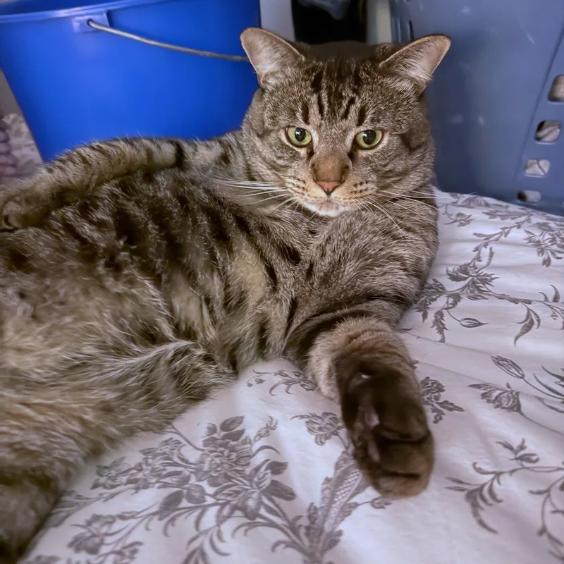 Jazzpurr thumbnail 5