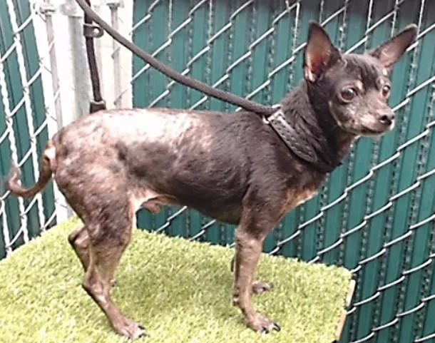 A senior medium-sized male Chihuahua dog named Pike for adoption in Downey, CA