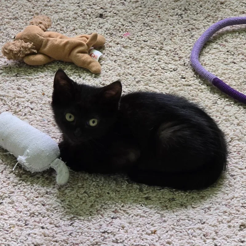 A young medium-sized male Black Domestic Short Hair cat named Zack for adoption in Warrensburg, MO