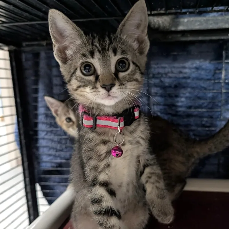 A baby medium-sized female Tabby cat named Thumbelina for adoption in Wilmington, OH