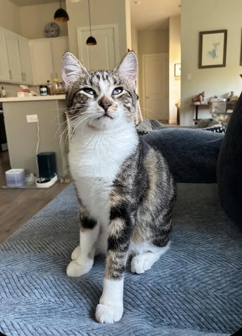 A baby medium-sized female Tabby (Brown / Chocolate) American Shorthair cat named Jean for adoption in Houston, TX