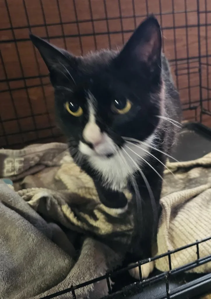 A young medium-sized female Domestic Short Hair cat named Madre for adoption in Salt Lake City, UT