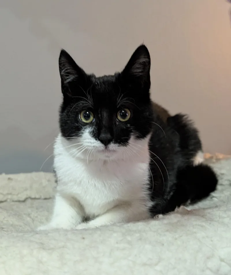 A baby medium-sized female Black & White / Tuxedo Domestic Short Hair cat named Eclipse for adoption in Ozone Park, NY