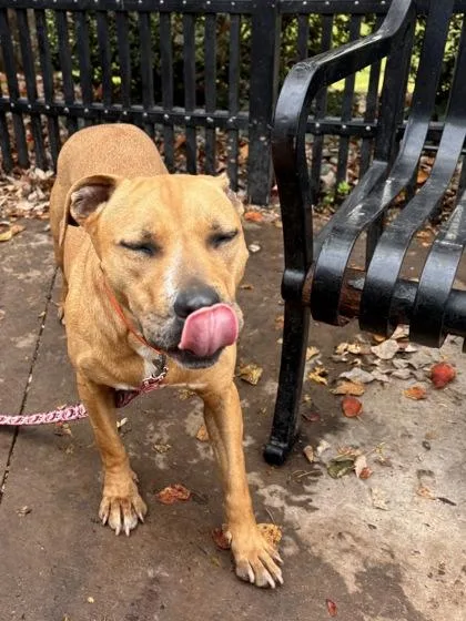 An adult medium-sized female Black Mouth Cur dog named Demi for adoption in Knoxville, TN
