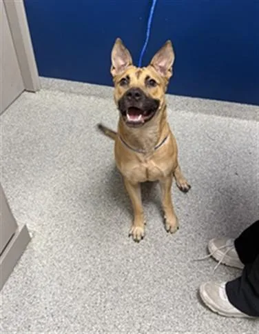 A young large-sized female Pit Bull Terrier dog named Esme for adoption in Pasadena, TX