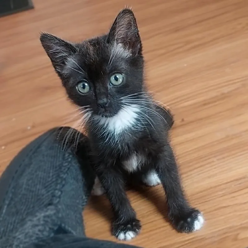 A baby small-sized female Black Domestic Short Hair cat named Noodles for adoption in Los Angeles, CA
