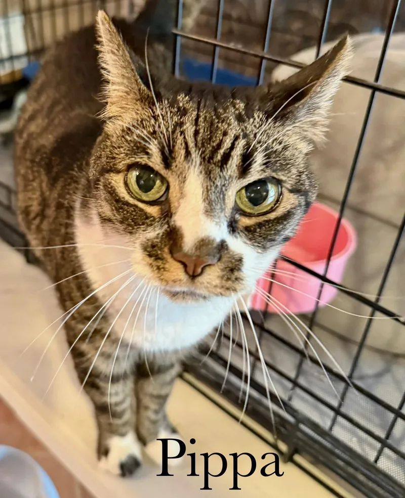 A senior medium-sized female Tabby (Brown / Chocolate) Domestic Short Hair cat named Pippa for adoption in Cincinnati, OH