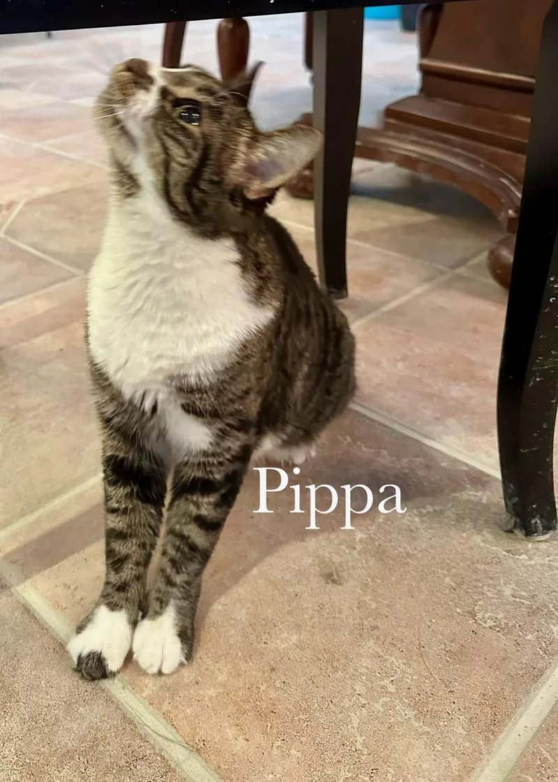 Pippa thumbnail 2