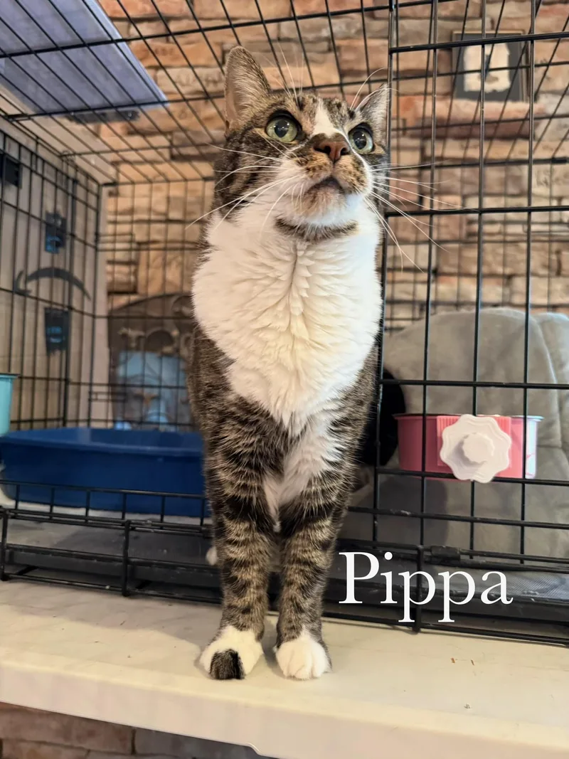 Pippa thumbnail 3