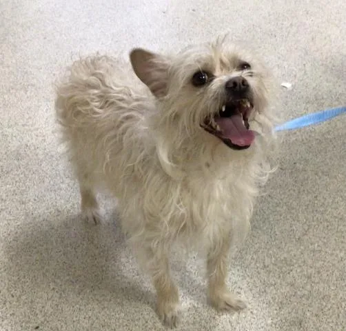 An adult small-sized male Terrier dog named Max for adoption in Riverside, CA