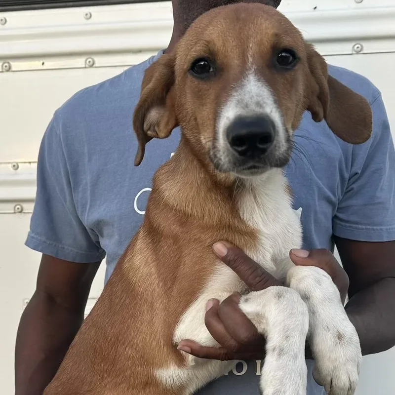 A baby medium-sized male Red / Chestnut / Orange Labrador Retriever dog named Danny  Local November for adoption in Brookshire, TX