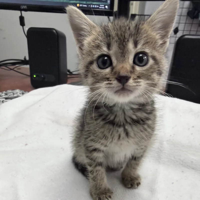 A baby small-sized female Brown / Chocolate Domestic Short Hair cat named Carousel for adoption in Auburn, AL
