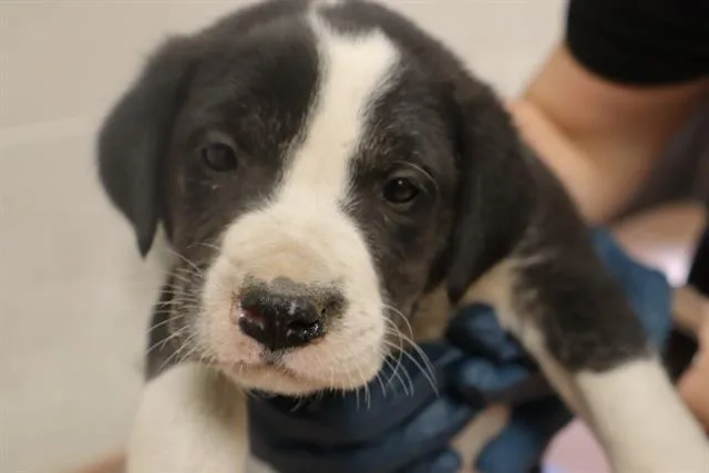 A baby small-sized male Mixed Breed dog named Duck for adoption in Columbia, SC