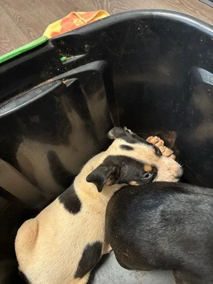 A baby small-sized male Mixed Breed dog named Wally World for adoption in Atlanta, GA