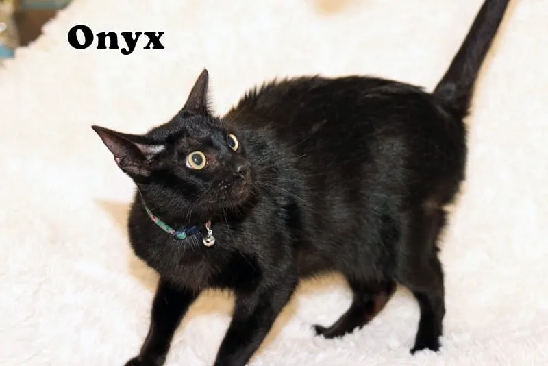 An adult large-sized female Black American Shorthair cat named Nyx for adoption in Houston, TX
