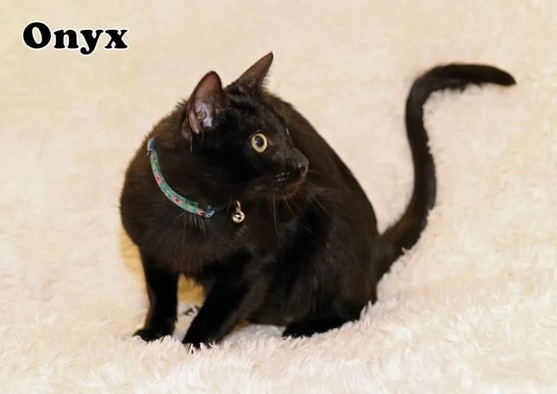 Nyx thumbnail 2