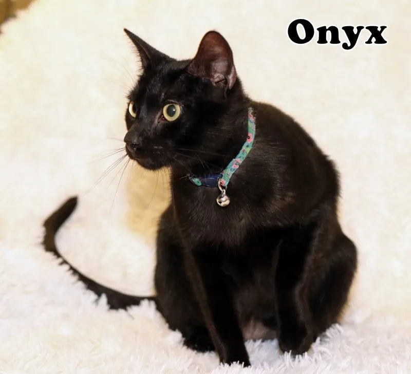 Nyx thumbnail 3