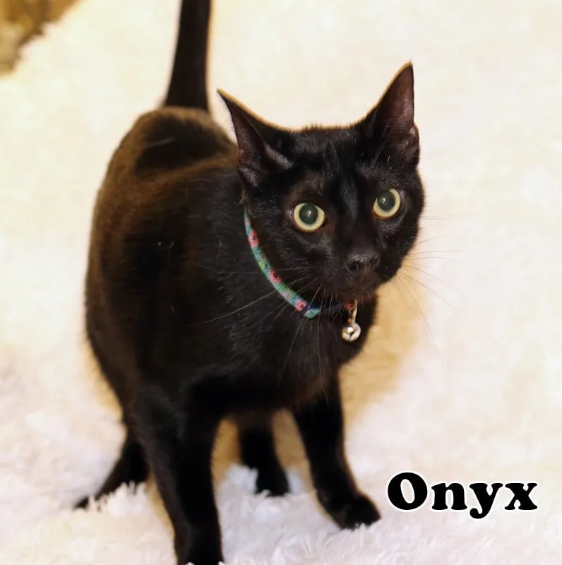 Nyx thumbnail 4