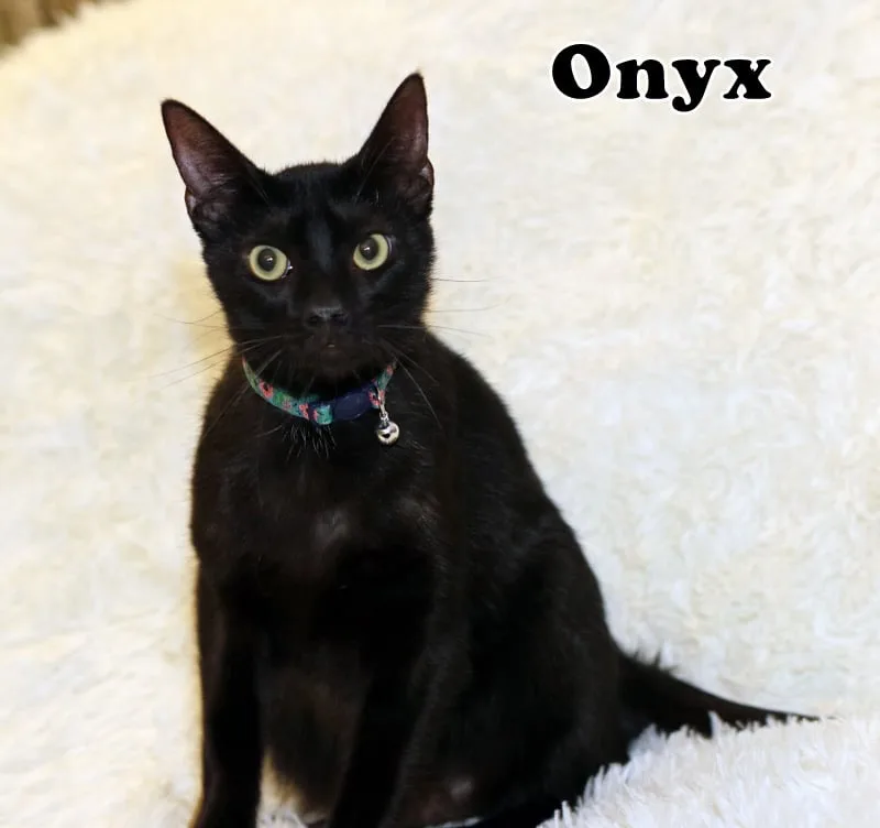 Nyx thumbnail 5