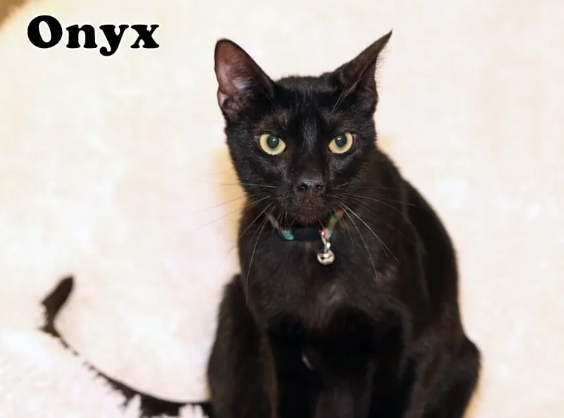 Nyx thumbnail 6