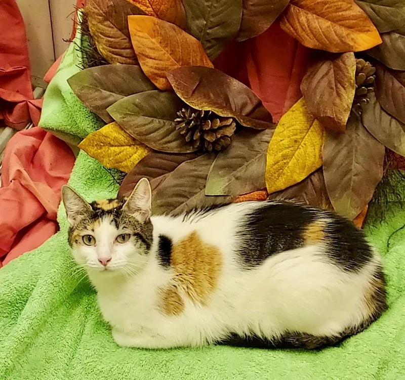 Passion Fruit thumbnail 2