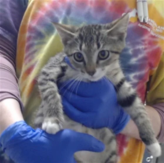 A baby small-sized male Domestic Short Hair cat named A for adoption in Fayetteville, NC