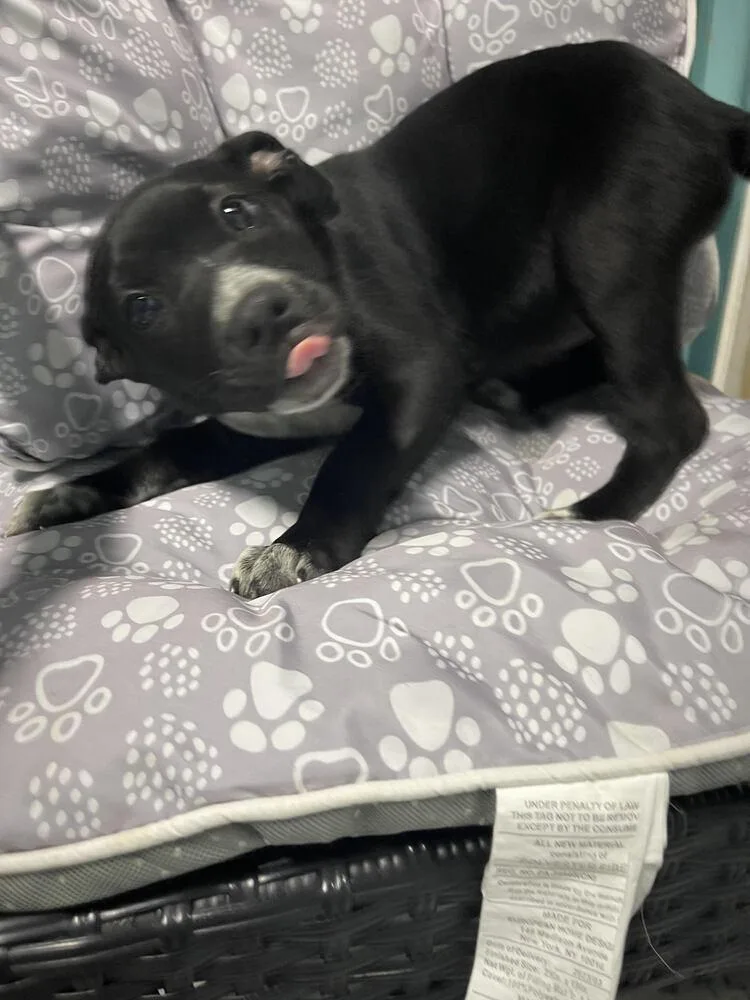 A baby small-sized female Tricolor (Brown, Black, & White) Mixed Breed dog named Brandy for adoption in Chattanooga, TN