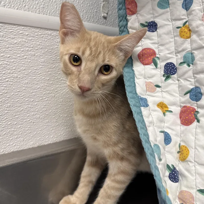 A young medium-sized male Buff / Tan / Fawn Domestic Short Hair cat named Seth for adoption in Henderson, NV